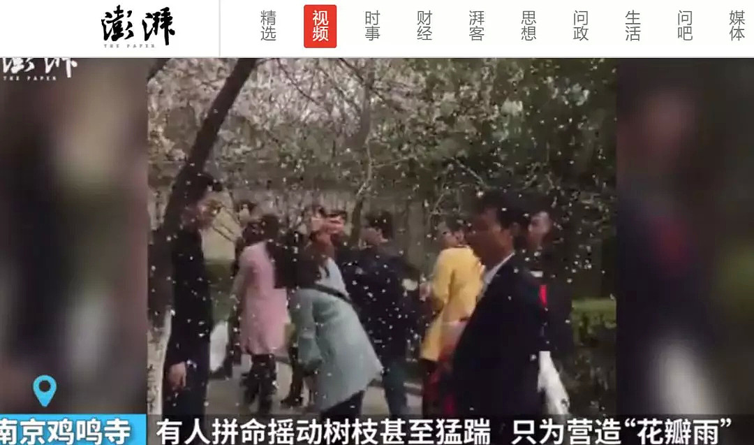 快看，树上挂满中国大妈！“中国式赏花”刷屏，折枝、摇花雨，遭外媒讥讽！（组图） - 4