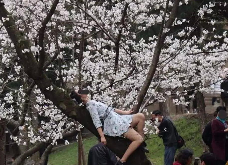快看，树上挂满中国大妈！“中国式赏花”刷屏，折枝、摇花雨，遭外媒讥讽！（组图） - 8