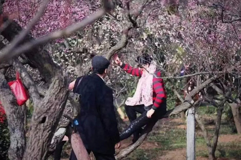 快看，树上挂满中国大妈！“中国式赏花”刷屏，折枝、摇花雨，遭外媒讥讽！（组图） - 9