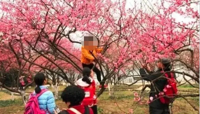 快看，树上挂满中国大妈！“中国式赏花”刷屏，折枝、摇花雨，遭外媒讥讽！（组图） - 12