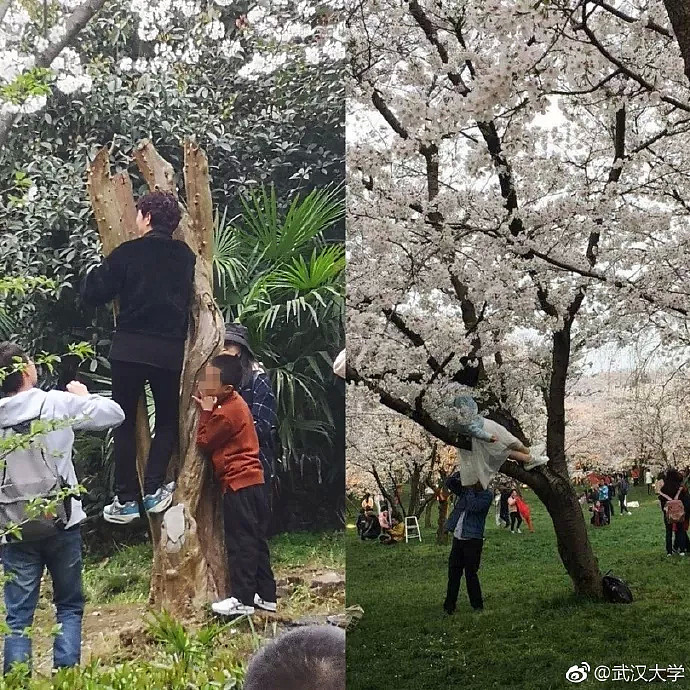 快看，树上挂满中国大妈！“中国式赏花”刷屏，折枝、摇花雨，遭外媒讥讽！（组图） - 16