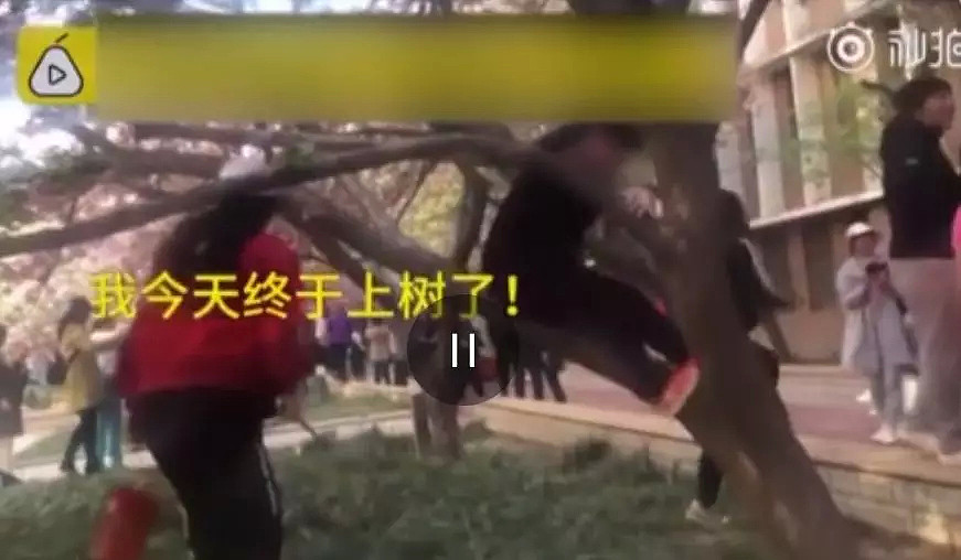 快看，树上挂满中国大妈！“中国式赏花”刷屏，折枝、摇花雨，遭外媒讥讽！（组图） - 19
