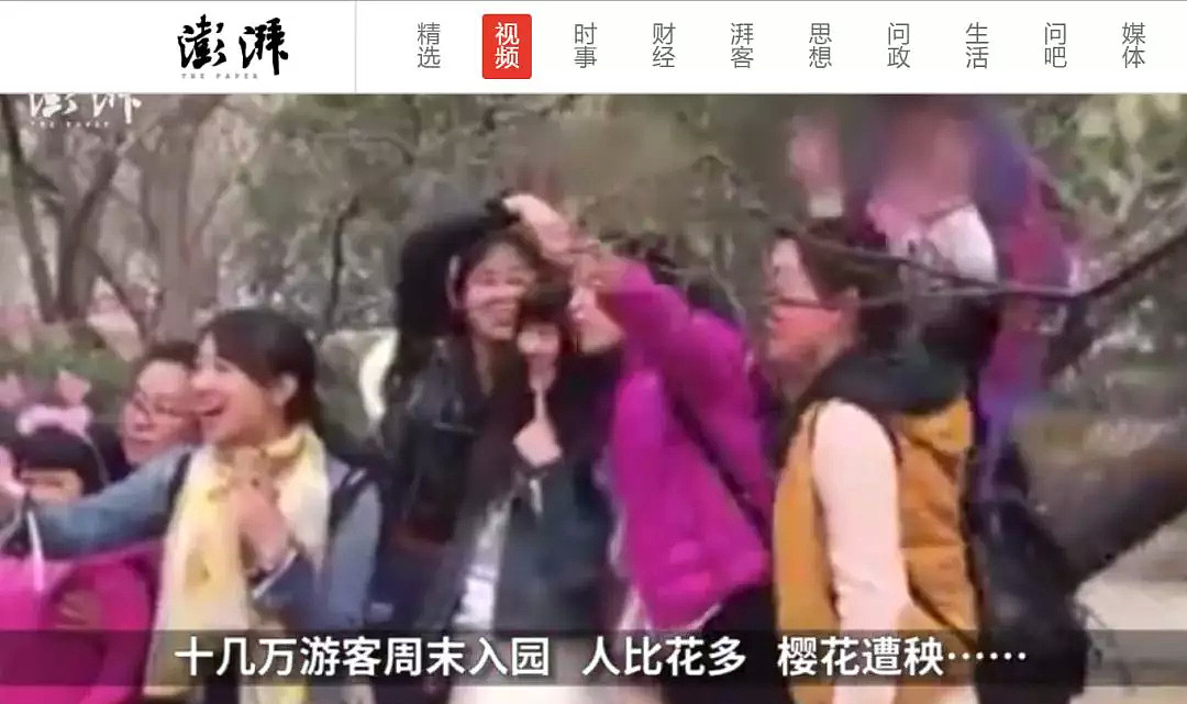 快看，树上挂满中国大妈！“中国式赏花”刷屏，折枝、摇花雨，遭外媒讥讽！（组图） - 22