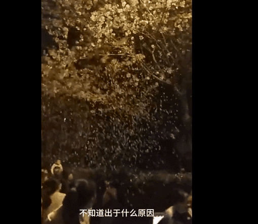 快看，树上挂满中国大妈！“中国式赏花”刷屏，折枝、摇花雨，遭外媒讥讽！（组图） - 28