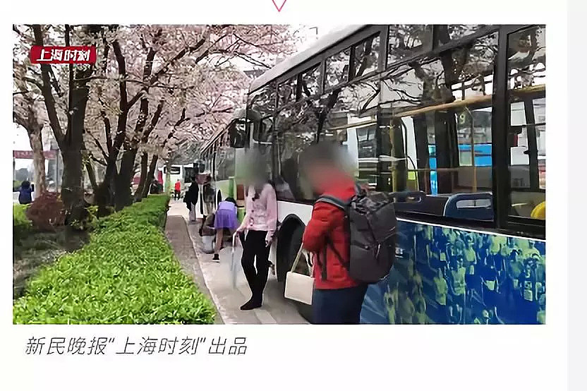 快看，树上挂满中国大妈！“中国式赏花”刷屏，折枝、摇花雨，遭外媒讥讽！（组图） - 36