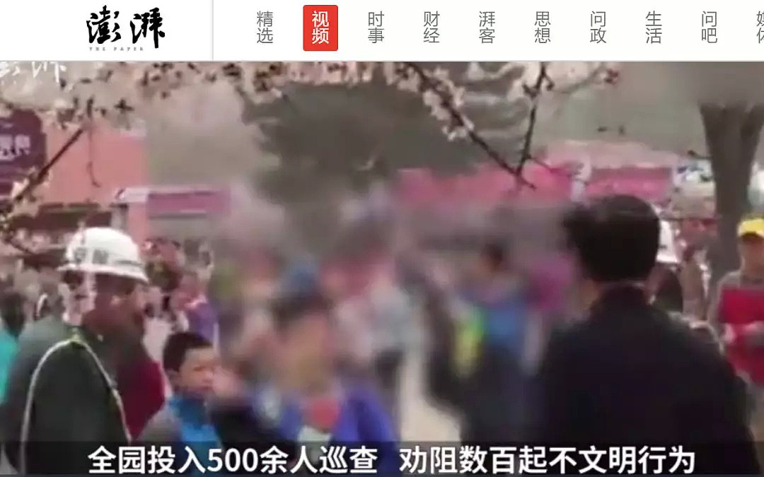 快看，树上挂满中国大妈！“中国式赏花”刷屏，折枝、摇花雨，遭外媒讥讽！（组图） - 48