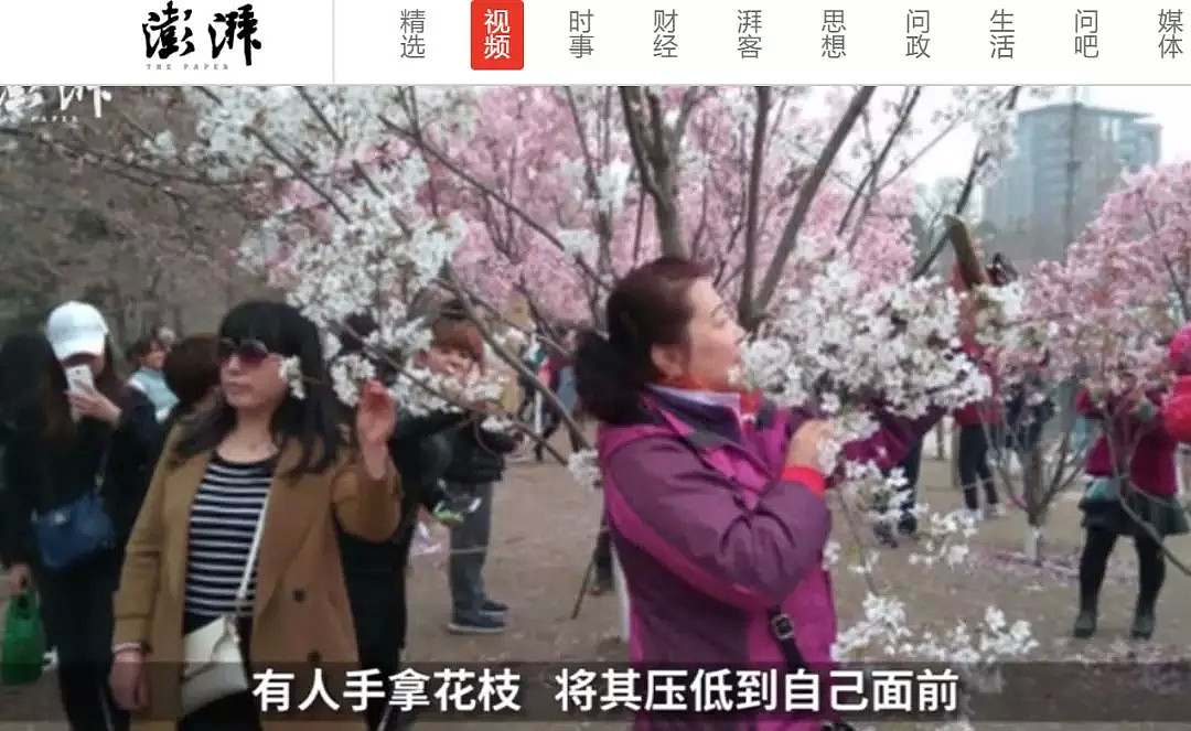 快看，树上挂满中国大妈！“中国式赏花”刷屏，折枝、摇花雨，遭外媒讥讽！（组图） - 66