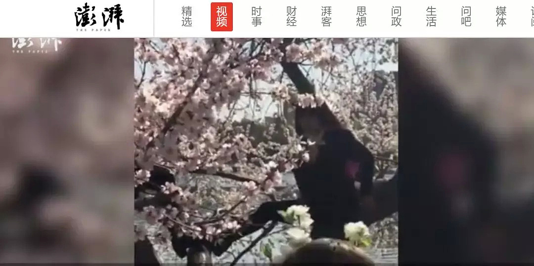 快看，树上挂满中国大妈！“中国式赏花”刷屏，折枝、摇花雨，遭外媒讥讽！（组图） - 67