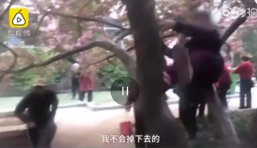 快看，树上挂满中国大妈！“中国式赏花”刷屏，折枝、摇花雨，遭外媒讥讽！（组图） - 71
