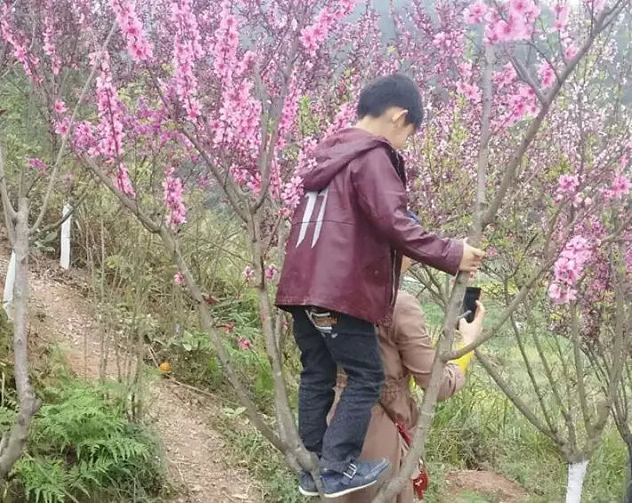 快看，树上挂满中国大妈！“中国式赏花”刷屏，折枝、摇花雨，遭外媒讥讽！（组图） - 75