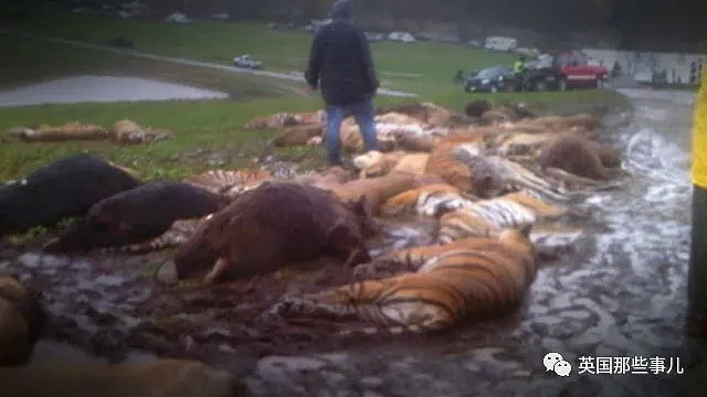 自杀前，他放出了自家农场里的56只老虎狮子和熊…（组图） - 12