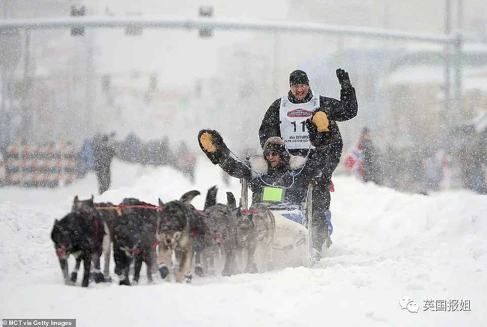 伤病，死亡，抛尸野外…这些雪橇犬用生命换来人类的冠军（组图） - 1