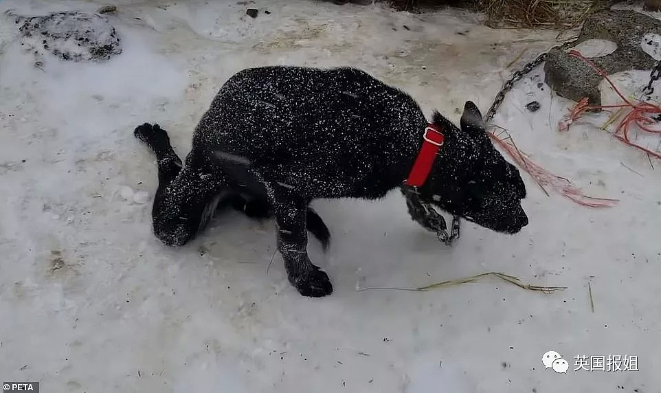 伤病，死亡，抛尸野外…这些雪橇犬用生命换来人类的冠军（组图） - 6