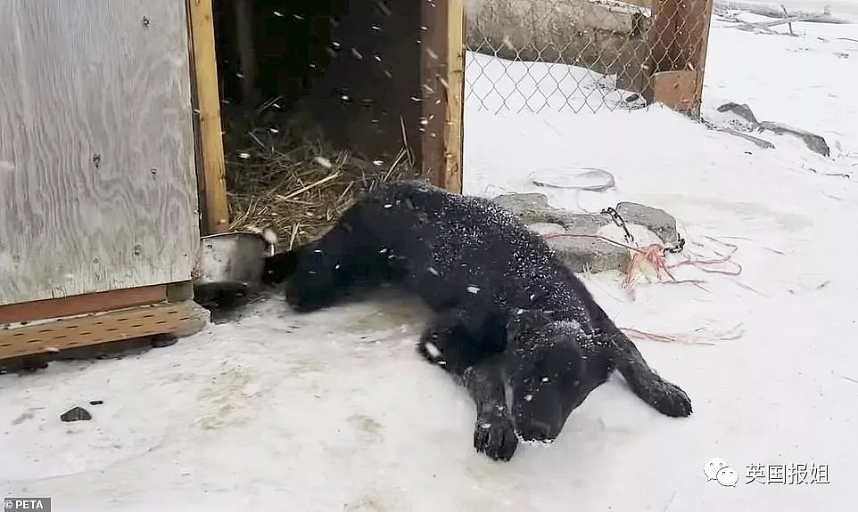 伤病，死亡，抛尸野外…这些雪橇犬用生命换来人类的冠军（组图） - 7