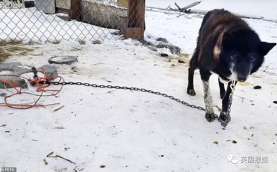 伤病，死亡，抛尸野外…这些雪橇犬用生命换来人类的冠军（组图） - 8