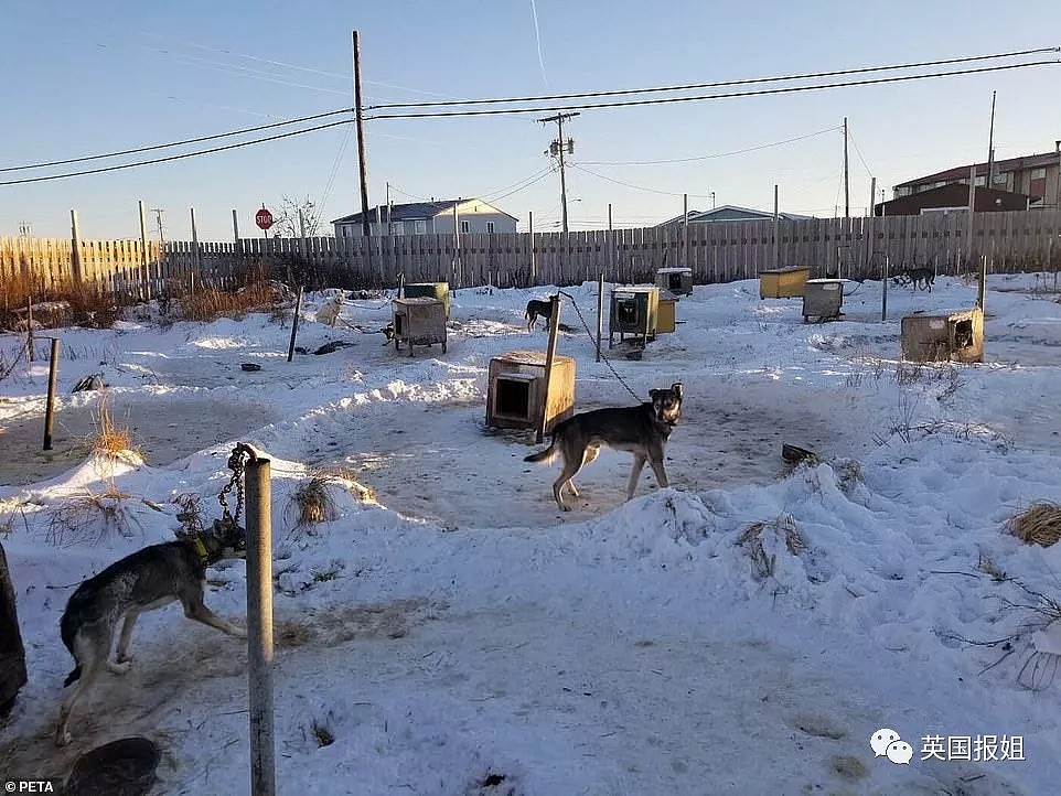 伤病，死亡，抛尸野外…这些雪橇犬用生命换来人类的冠军（组图） - 9