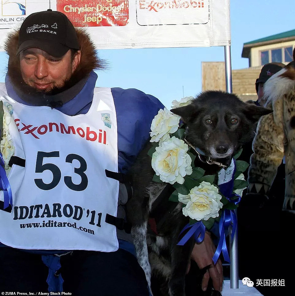 伤病，死亡，抛尸野外…这些雪橇犬用生命换来人类的冠军（组图） - 15