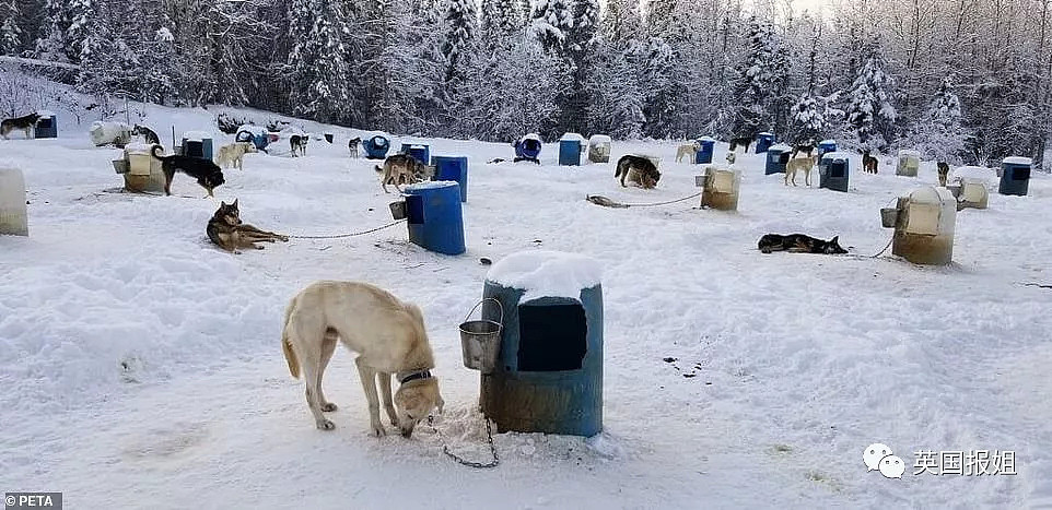 伤病，死亡，抛尸野外…这些雪橇犬用生命换来人类的冠军（组图） - 16