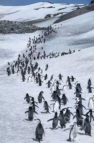 世界第二大帝企鹅繁衍地基本消失！数千企鹅宝宝全部溺亡！也许人类就是下一个（组图） - 2