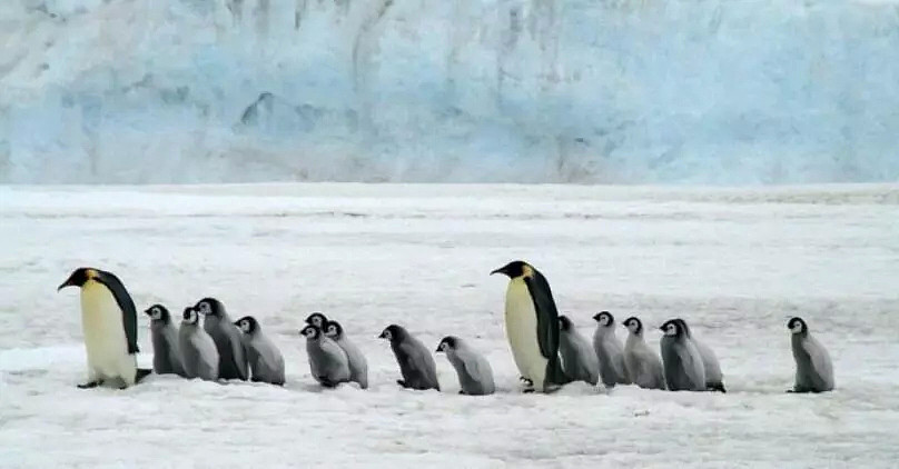 世界第二大帝企鹅繁衍地基本消失！数千企鹅宝宝全部溺亡！也许人类就是下一个（组图） - 4