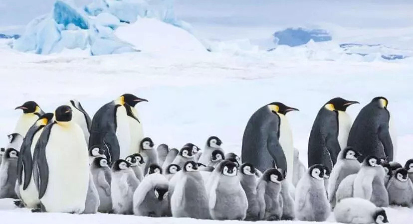 世界第二大帝企鹅繁衍地基本消失！数千企鹅宝宝全部溺亡！也许人类就是下一个（组图） - 7