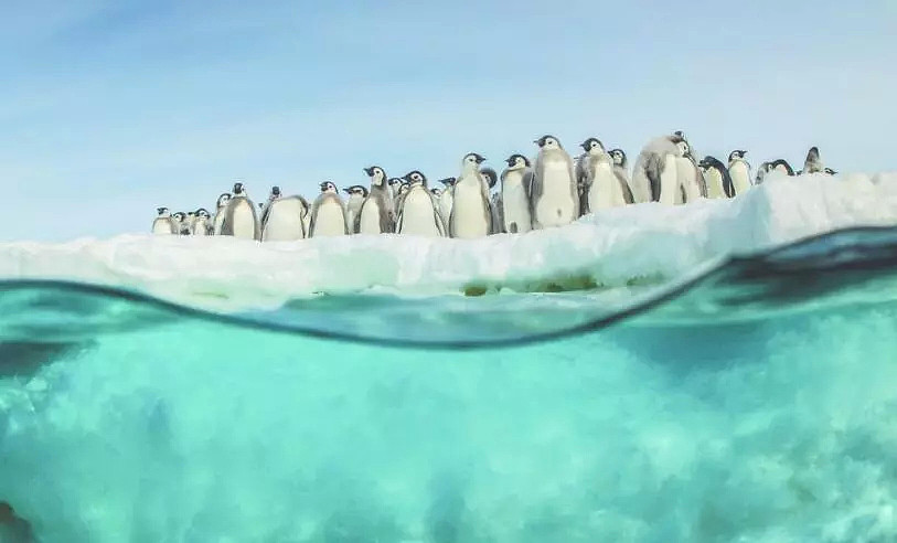 世界第二大帝企鹅繁衍地基本消失！数千企鹅宝宝全部溺亡！也许人类就是下一个（组图） - 10