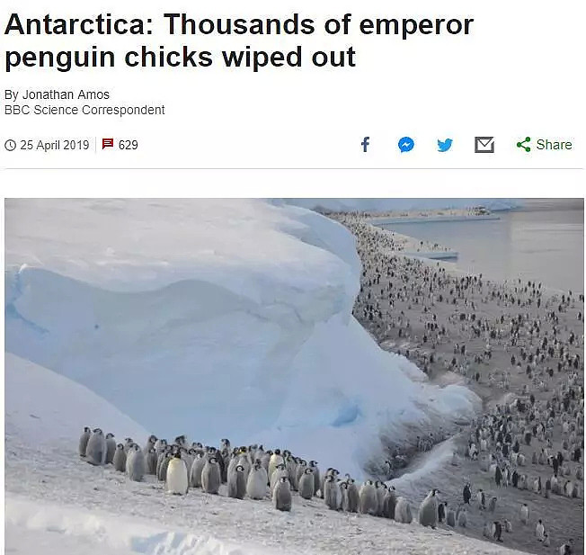 世界第二大帝企鹅繁衍地基本消失！数千企鹅宝宝全部溺亡！也许人类就是下一个（组图） - 12