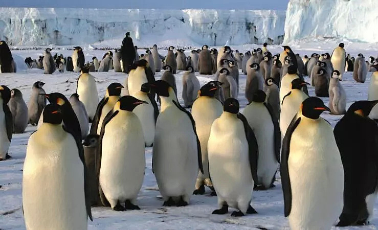 世界第二大帝企鹅繁衍地基本消失！数千企鹅宝宝全部溺亡！也许人类就是下一个（组图） - 13