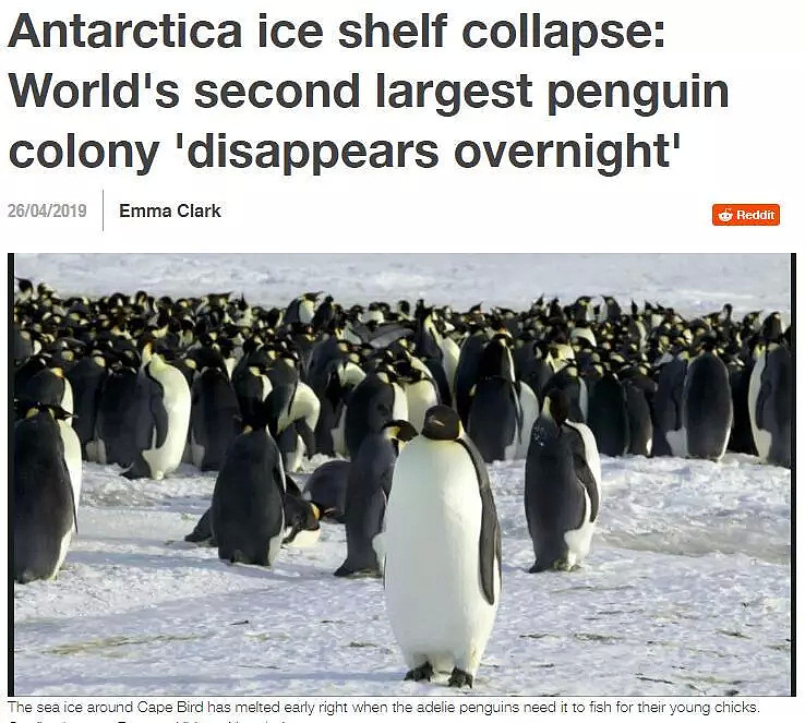 世界第二大帝企鹅繁衍地基本消失！数千企鹅宝宝全部溺亡！也许人类就是下一个（组图） - 15