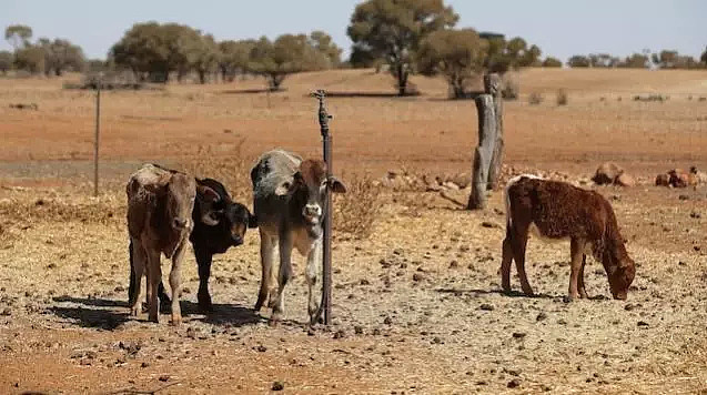 昆士兰宣布全州近65%区域进入干旱，果蔬鲜肉涨价局面或将卷土重来 - 5