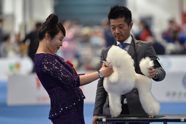 上海首次举办世界犬展 场馆附近竟然卖狗肉锅（图） - 2