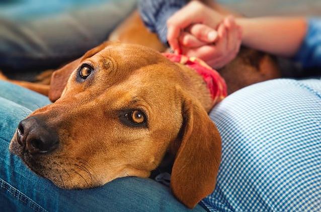 狗狗其实是预言家，它们能感知这6件事，关键时可能救你一命