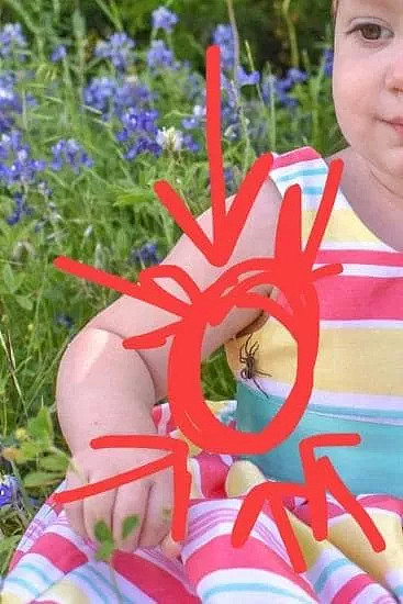 太吓人！澳洲一岁男婴在家中被蜘蛛咬死！新州警方道出了真相...（组图） - 26