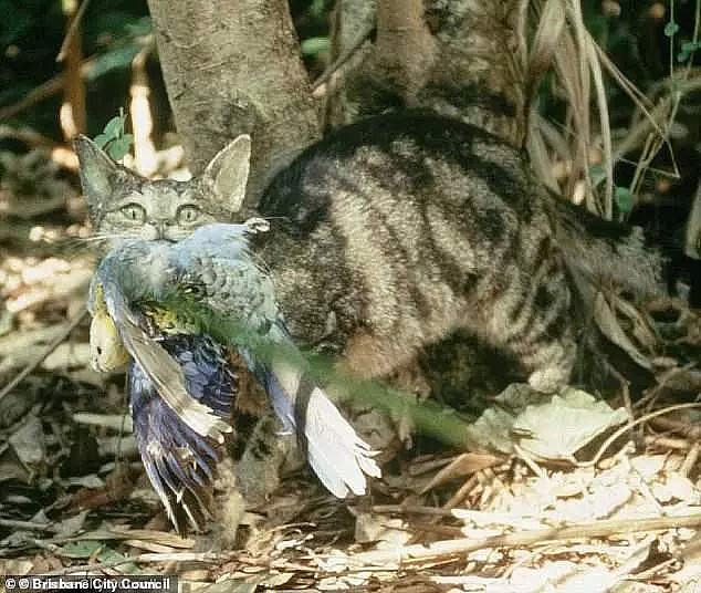 澳洲政府下血本誓要消灭野猫，然后有的人就在肯德基里下了毒... - 8