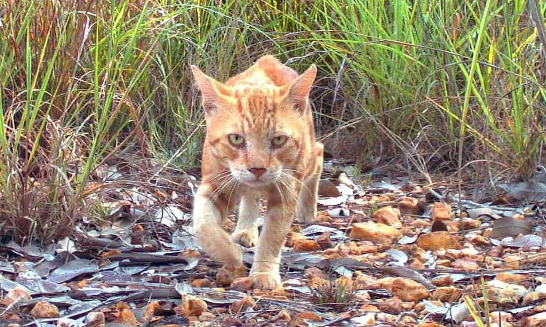 澳洲政府下血本誓要消灭野猫，然后有的人就在肯德基里下了毒... - 14