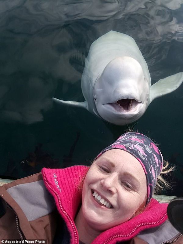 挪威罗尔夫岛居民琳·塞特与“俄罗斯间谍鲸”自拍。(英国《卫报》网站)