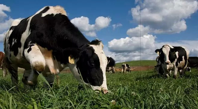 奶农即将疯狂！澳洲最新“黑科技”，鲜奶达60天保存期，运到中国价格翻倍！（组图） - 3