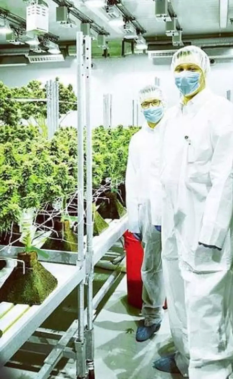 加拿大23岁小伙卖大麻成富豪 高中学历 月入百万 碾压一片大学生（组图） - 4