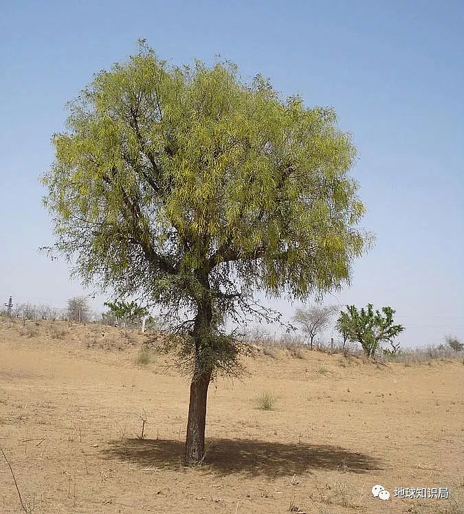 阿拉伯土豪为什么烧钱搞绿化？砍棵树罚你39万！（组图） - 11