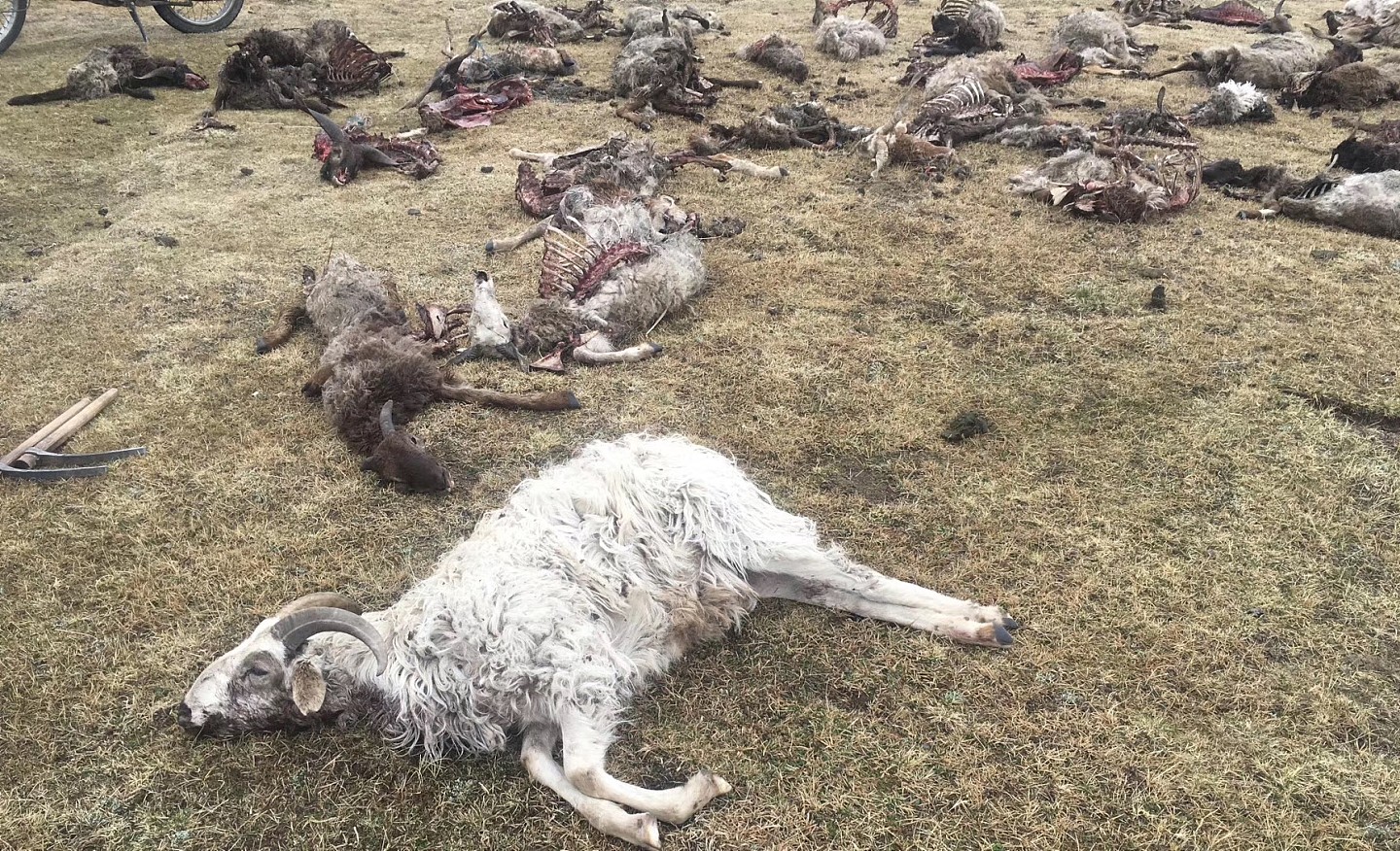 300只小羊偶遇13匹狼 太惨了！惨遭“团灭”（组图） - 3