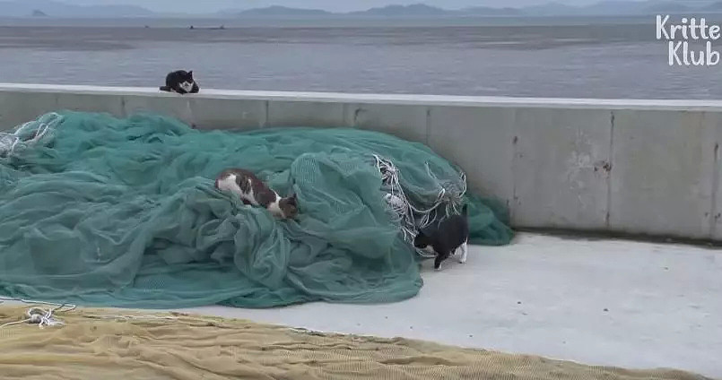 被勒住脖子，每天拖着猫崽撕心裂肺地走路，这只猫妈妈，看哭无数网友... - 3