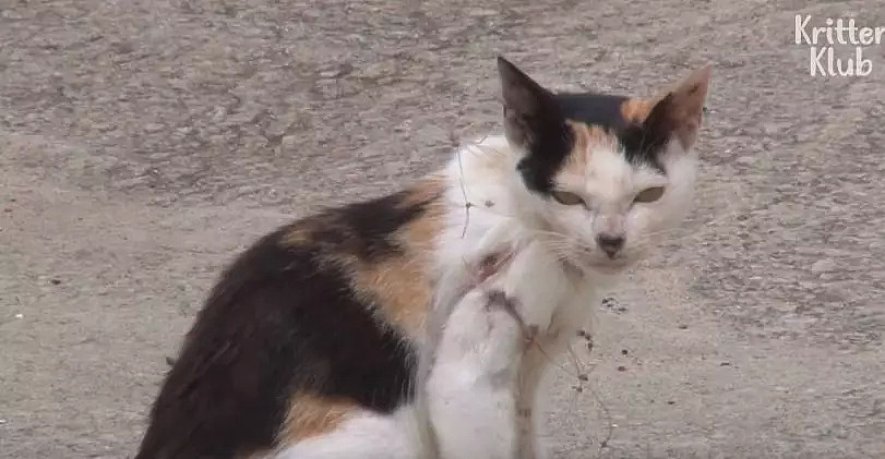 被勒住脖子，每天拖着猫崽撕心裂肺地走路，这只猫妈妈，看哭无数网友... - 4