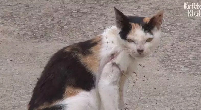 被勒住脖子，每天拖着猫崽撕心裂肺地走路，这只猫妈妈，看哭无数网友... - 24