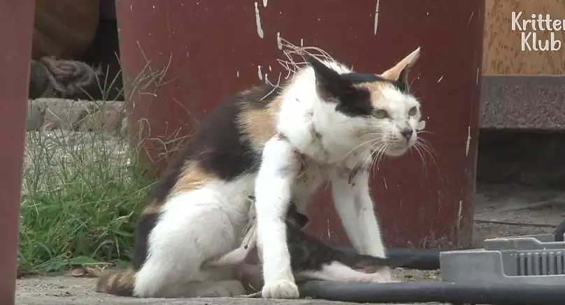 被勒住脖子，每天拖着猫崽撕心裂肺地走路，这只猫妈妈，看哭无数网友... - 30