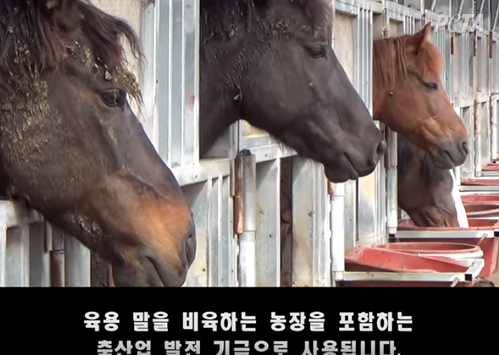 韩退役赛马遭虐待屠杀画面曝光：被一棍子打跪下（视频/组图） - 2