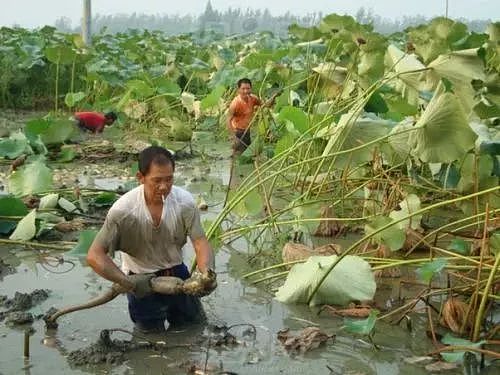 人民日报：中国人 饿不死!这组数据震撼外国人（组图） - 15