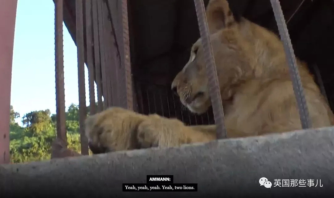 在这里，老虎如同肉猪一样被圈养、屠杀，分成零件贩卖…（组图） - 19