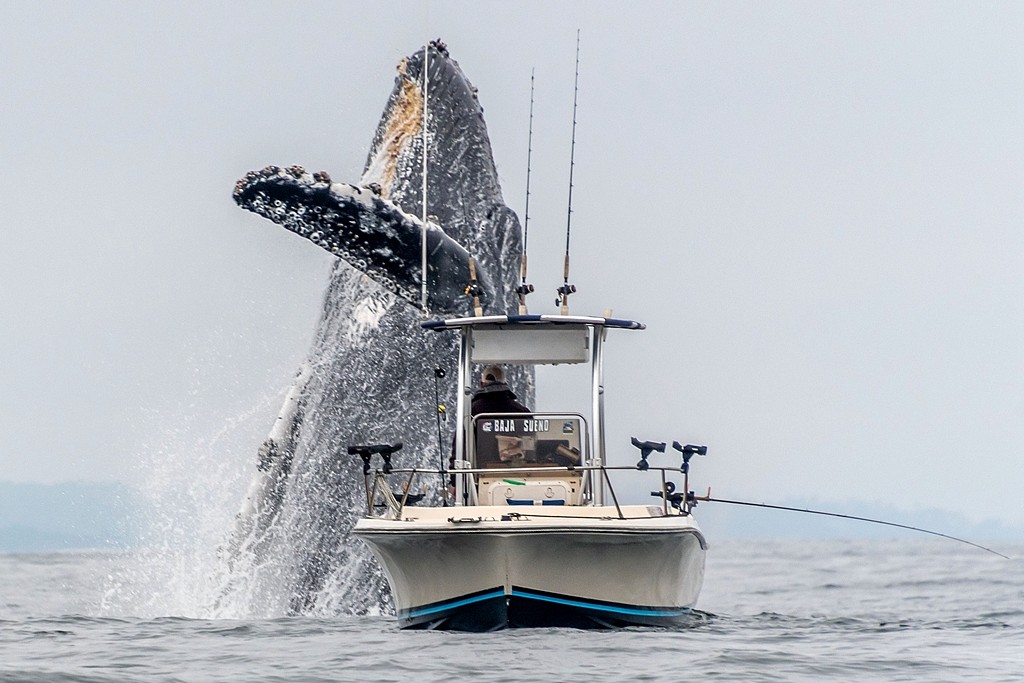 没有一点点防备！加州渔民垂钓，一座头鲸从船底蹿出 （组图） - 1