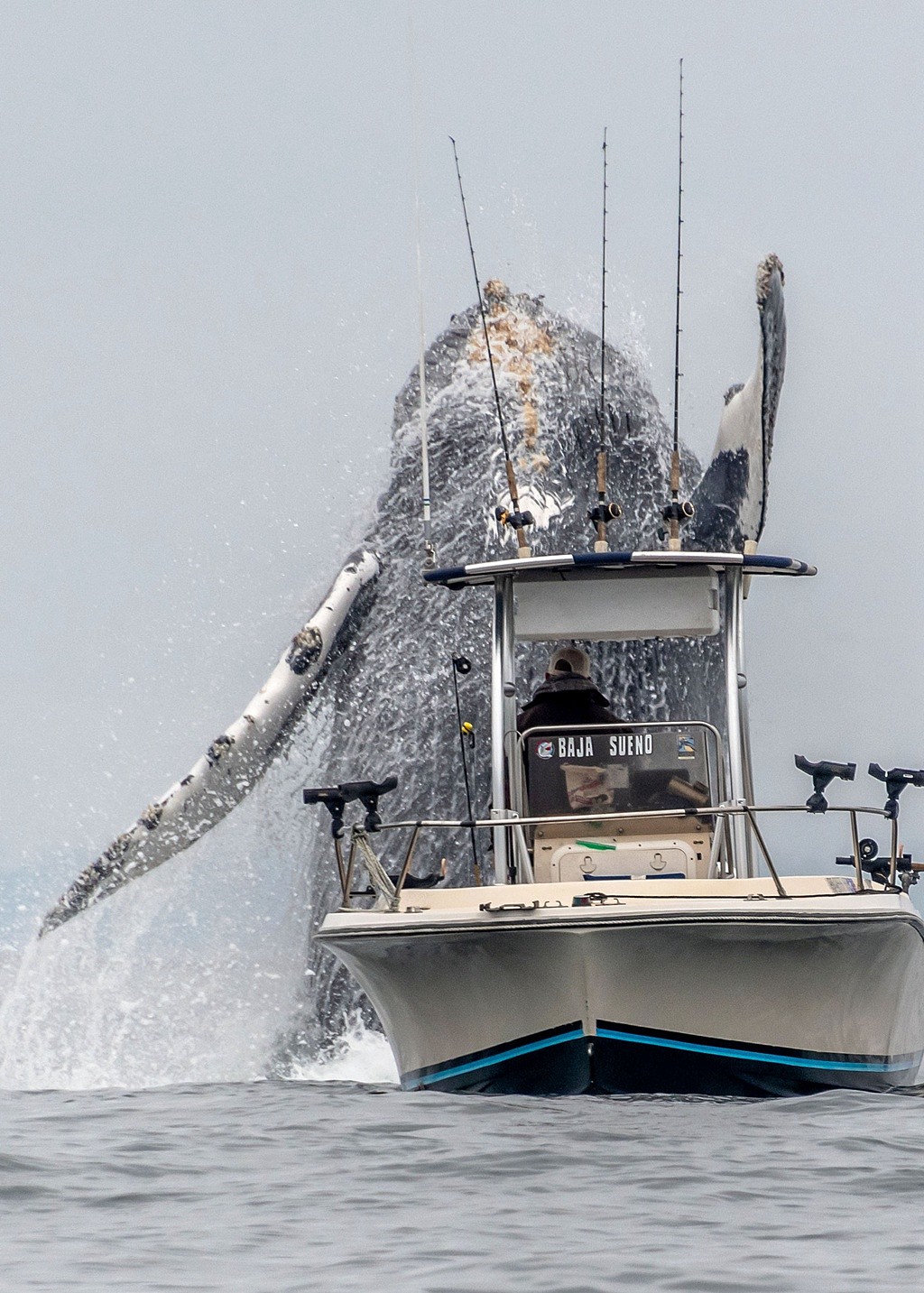 没有一点点防备！加州渔民垂钓，一座头鲸从船底蹿出 （组图） - 3