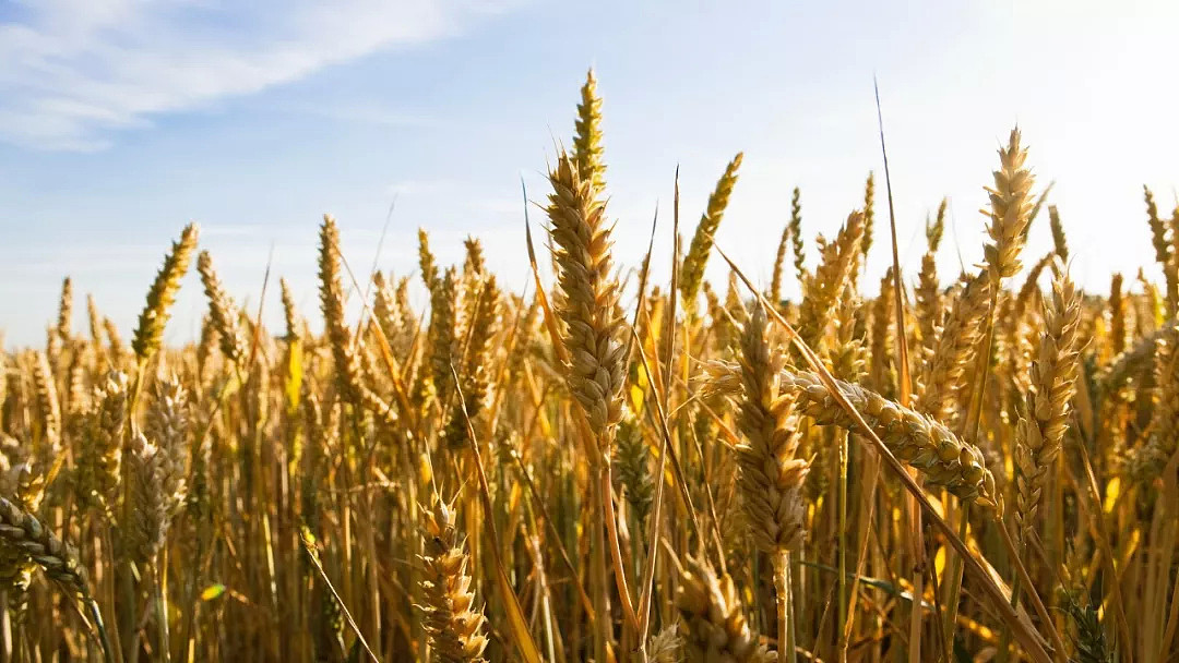 “粮荒”逼近？澳农业部12年来首次批准进口小麦 - 1